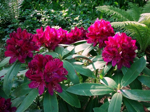 Rhododendron a hihetetlen színekkel. 